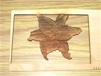 Cut and etched lily for birthday card